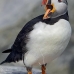 puffin_atlantic_msi_v_1018_can0632.jpg